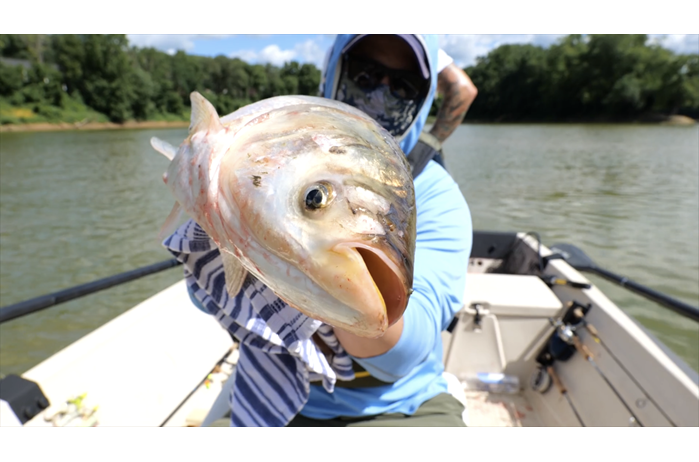 Person holding a silver carp angled toward camera