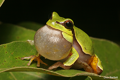 Treefrog: Dick Bartlett