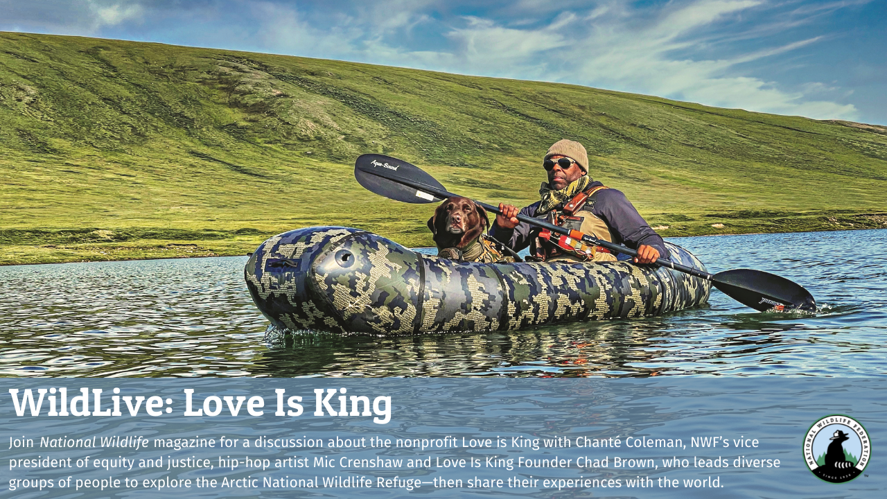 WildLive: Love is King