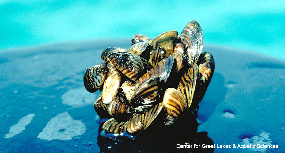 Zebra Mussels